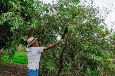 Yaşlı bir çiftçi, şapkası ve palası ile ormandaki bazı ağaçları buduyor.