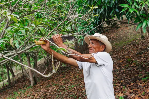 Yaşlı bir çiftçi, şapkası ve palası ile ormandaki bazı ağaçları buduyor.