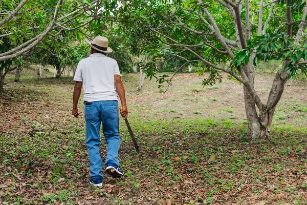 Yaşlı bir çiftçi, şapkası ve palası ile ormandaki bazı ağaçları buduyor.