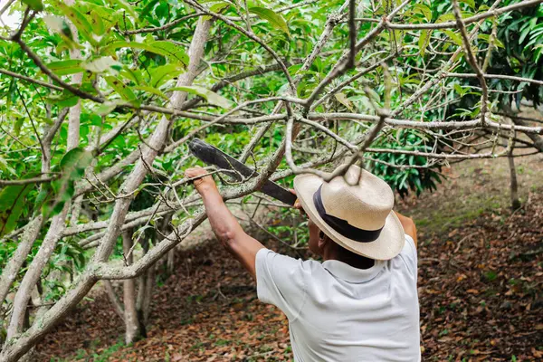 Yaşlı bir çiftçi, şapkası ve palası ile ormandaki bazı ağaçları buduyor.