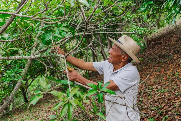 Yaşlı bir çiftçi, şapkası ve palası ile ormandaki bazı ağaçları buduyor.