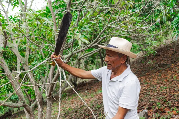 Yaşlı bir çiftçi, şapkası ve palası ile ormandaki bazı ağaçları buduyor.