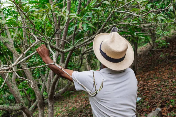 Yaşlı bir çiftçi, şapkası ve palası ile ormandaki bazı ağaçları buduyor.
