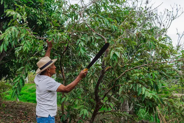 Yaşlı bir çiftçi, şapkası ve palası ile ormandaki bazı ağaçları buduyor.