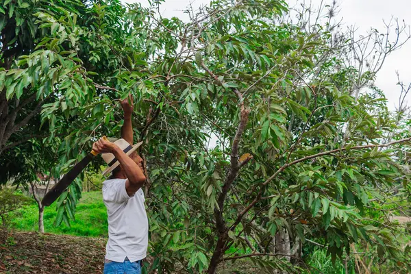 Yaşlı bir çiftçi, şapkası ve palası ile ormandaki bazı ağaçları buduyor.