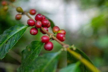 Çiftçilerin tarlayı karıştırdığı organik Kolombiya kahvesi. Çiftçiler tarafından toplanan robusta ve arabika kahve meyveleri, işçiler dallarında Arabika kahve meyveleri, hasat konsepti.