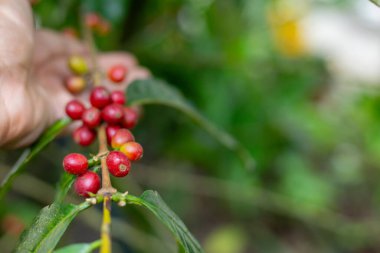 Çiftçilerin tarlayı karıştırdığı organik Kolombiya kahvesi. Çiftçiler tarafından toplanan robusta ve arabika kahve meyveleri, işçiler dallarında Arabika kahve meyveleri, hasat konsepti.