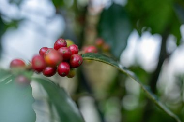 Çiftçilerin tarlayı karıştırdığı organik Kolombiya kahvesi. Çiftçiler tarafından toplanan robusta ve arabika kahve meyveleri, işçiler dallarında Arabika kahve meyveleri, hasat konsepti.
