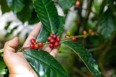 Çiftçilerin tarlayı karıştırdığı organik Kolombiya kahvesi. Çiftçiler tarafından toplanan robusta ve arabika kahve meyveleri, işçiler dallarında Arabika kahve meyveleri, hasat konsepti.