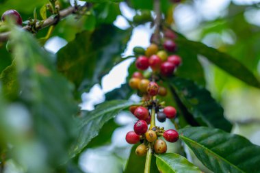 Çiftçilerin tarlayı karıştırdığı organik Kolombiya kahvesi. Çiftçiler tarafından toplanan robusta ve arabika kahve meyveleri, işçiler dallarında Arabika kahve meyveleri, hasat konsepti.