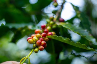 Çiftçilerin tarlayı karıştırdığı organik Kolombiya kahvesi. Çiftçiler tarafından toplanan robusta ve arabika kahve meyveleri, işçiler dallarında Arabika kahve meyveleri, hasat konsepti.