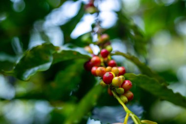 Çiftçilerin tarlayı karıştırdığı organik Kolombiya kahvesi. Çiftçiler tarafından toplanan robusta ve arabika kahve meyveleri, işçiler dallarında Arabika kahve meyveleri, hasat konsepti.