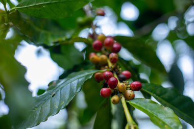Çiftçilerin tarlayı karıştırdığı organik Kolombiya kahvesi. Çiftçiler tarafından toplanan robusta ve arabika kahve meyveleri, işçiler dallarında Arabika kahve meyveleri, hasat konsepti.