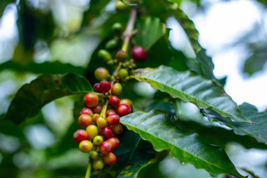 Çiftçilerin tarlayı karıştırdığı organik Kolombiya kahvesi. Çiftçiler tarafından toplanan robusta ve arabika kahve meyveleri, işçiler dallarında Arabika kahve meyveleri, hasat konsepti.
