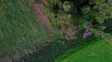 Dağlardaki bir çam ormanının hava manzarası bir dronun bakış açısından.