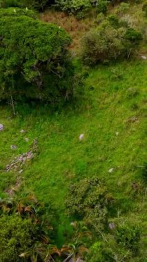 Bir ormanın üzerinde uçan hava manzarası ve bir drondan dağlardaki evler