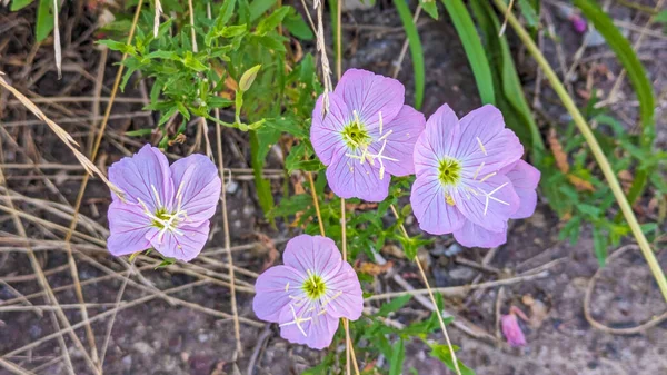 Hermosa Rosa Púrpura Flor Onagra —  Fotos de Stock
