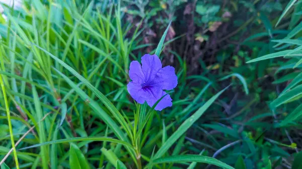 Ruellia Tuberosa Purple Ruellia Λουλούδια Ανθίζουν Φόντο Πράσινων Φύλλων — Φωτογραφία Αρχείου