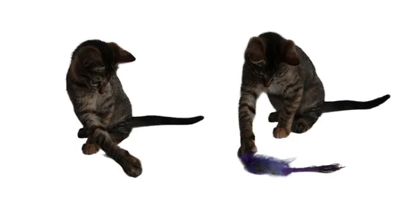 Кот Играет Кошачьей Игрушкой — стоковое фото