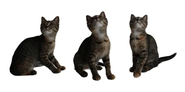 Kedi Yavrusu Farklı Poz Verip Yukarı Bakıyor — Stok fotoğraf
