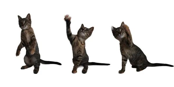 Cat Kitten Verschillende Spelen Pose Zoek Omhoog — Stockfoto