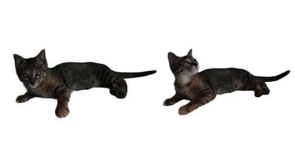 Cat Kitten Different Laying Pose Looking — Stock Photo, Image