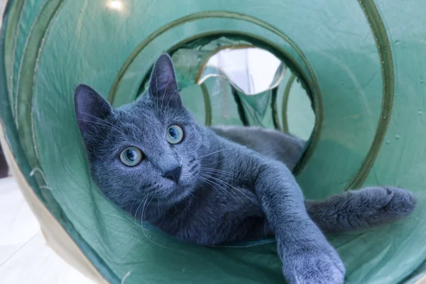 Gri Kedi Tatlı Pozlarla Tünelde Yatıyor — Stok fotoğraf