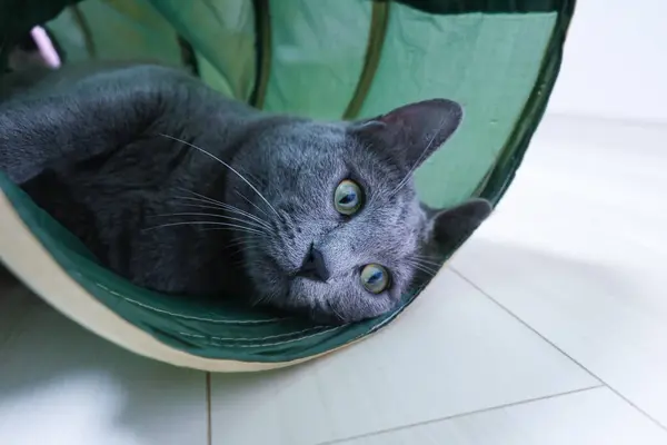 Graue Katze Liegt Tunnel Mit Süßer Pose — Stockfoto