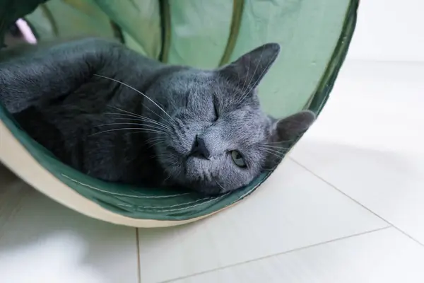 Gato Cinzento Que Coloca Túnel Com Pose Bonito — Fotografia de Stock