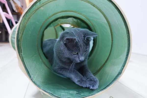 Gri Kedi Tatlı Pozlarla Tünelde Yatıyor — Stok fotoğraf
