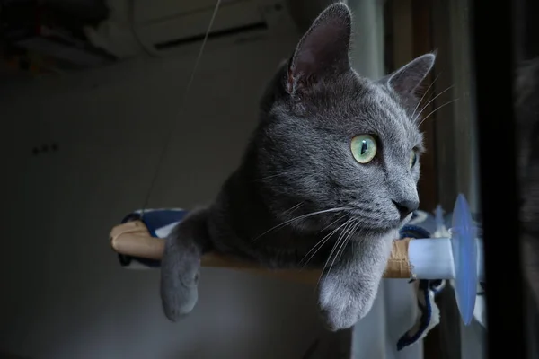 Yatak Penceresinde Meraklı Kedi — Stok fotoğraf