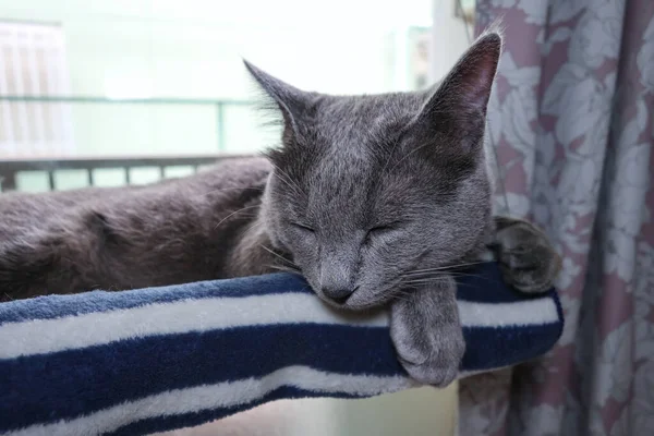 Kedi Yatak Penceresinde Uyuyor — Stok fotoğraf