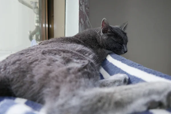Kot Śpi Oknie Łóżka — Zdjęcie stockowe