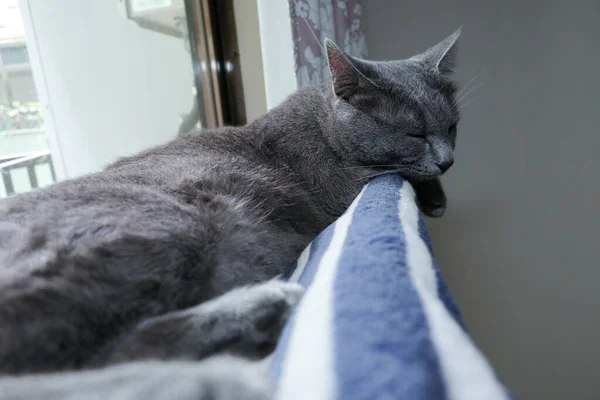 Chat Dormant Sur Fenêtre Lit — Photo