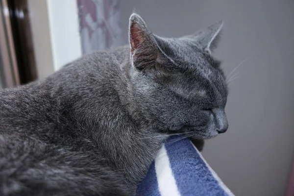 Kot Śpi Oknie Łóżka — Zdjęcie stockowe