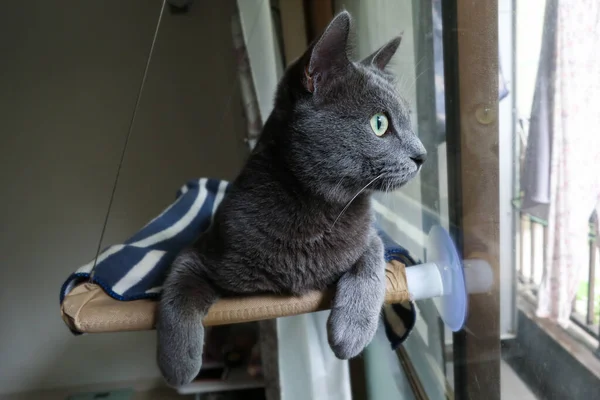 Yatak Penceresinde Meraklı Kedi — Stok fotoğraf