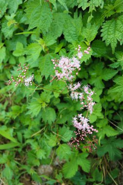 Meadowsweet veya Filipendula ulmaria bitkisi