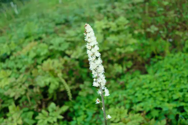 Blossom Actaea Simplex Plant Mountain — Stock Photo, Image
