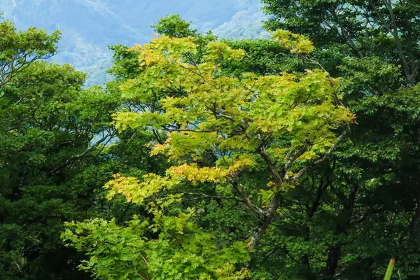 Střední Výstřel Zelené Podzimní Listí Strom — Stock fotografie