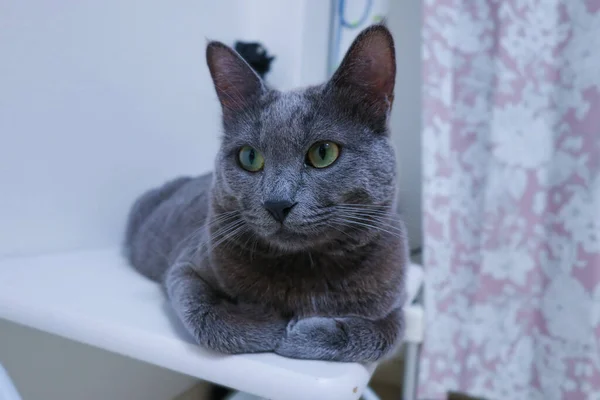 Masada Oturan Sevimli Gri Kedi Yan Tarafa Bakıyor — Stok fotoğraf