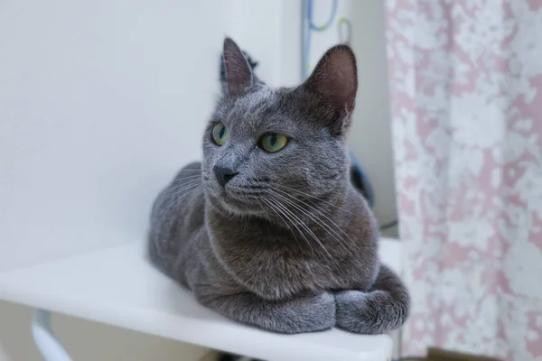 Lindo Gato Gris Sentado Mesa Mirando Lado — Foto de Stock