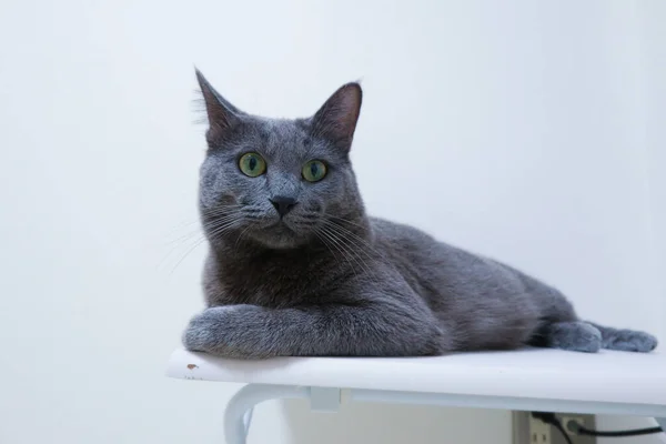 Masada Oturan Sevimli Gri Kedi Meraklı Yüzlü — Stok fotoğraf