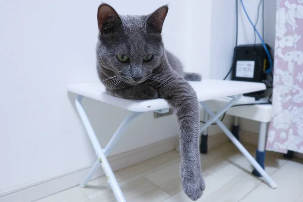 テーブルから落ちる手でテーブルの上に座っているかわいい灰色の猫 — ストック写真