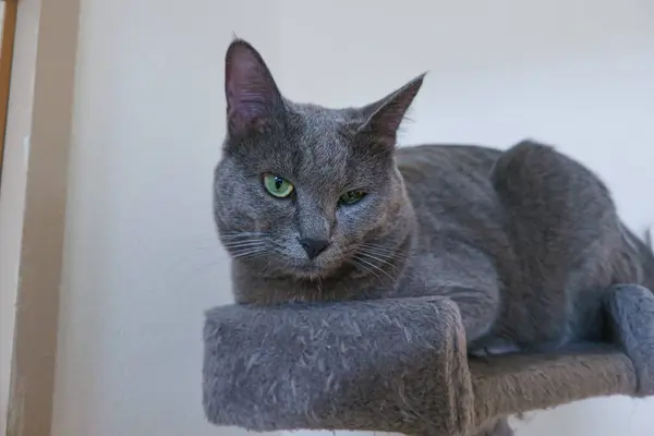 Şirin Alaycı Yüzüyle Bir Kedi Ağacında Oturan Gri Kedi — Stok fotoğraf