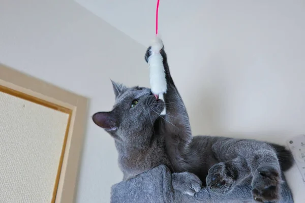 Сірий Кіт Сидить Котячому Дереві Грає Лиже Хвостову Іграшку — стокове фото