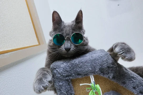 Gözlüklü Gri Kedi Kedi Ağacına Uzanmış Güzel Bir Poz Veriyor — Stok fotoğraf