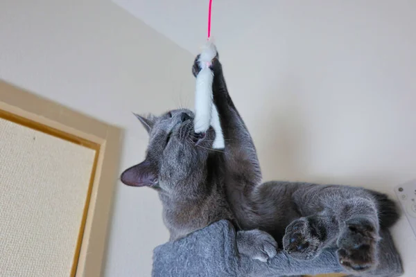 Gray cat sitting on the cat tree, playing and biting the tail toy