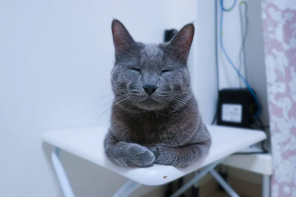 Cinza Sonolento Gato Fechado Seus Olhos Sobre Mesa — Fotografia de Stock