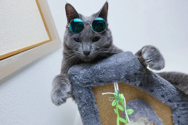 Graue Katze Mit Brille Auf Der Stirn Die Vom Katzenbaum — Stockfoto