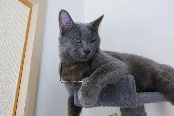 The gray cat is lying on the cat tree with glasses around its neck with a cynical face
